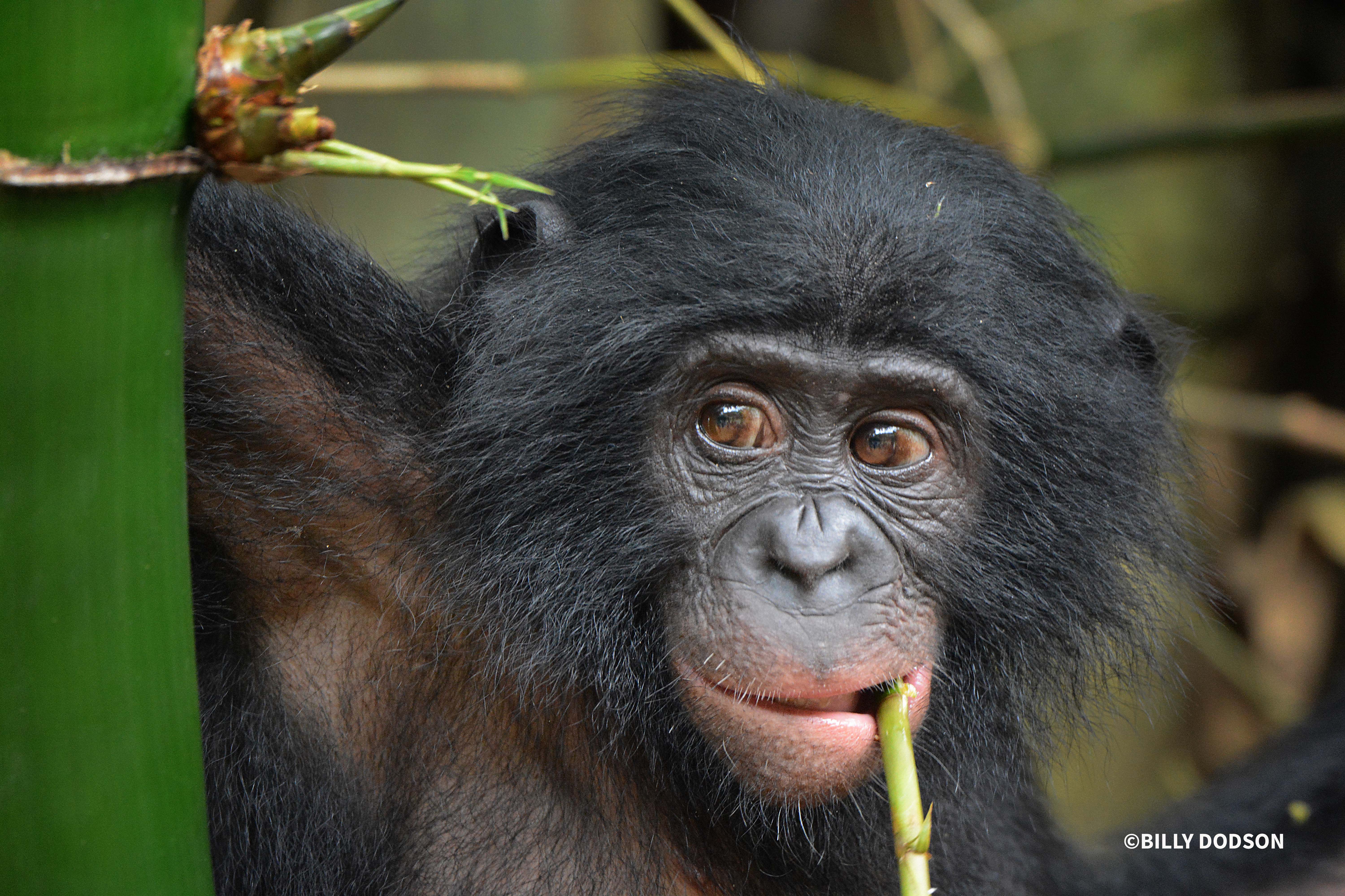 World Bonobo Day: Protecting Our Closest Kin, the "Hippie Chimps ...